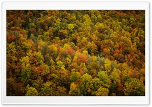 Forest In The Fall Ultra HD Wallpaper for 4K UHD Widescreen desktop, tablet & smartphone