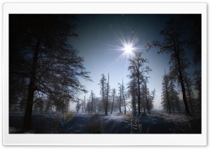 Forest In The Night Ultra HD Wallpaper for 4K UHD Widescreen desktop, tablet & smartphone