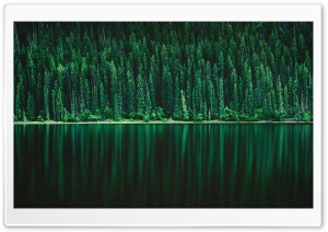 Forest, Lake Ultra HD Wallpaper for 4K UHD Widescreen desktop, tablet & smartphone