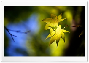 Forest Leaves Ultra HD Wallpaper for 4K UHD Widescreen desktop, tablet & smartphone