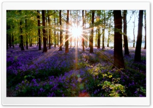 Forest Lens Flare Ultra HD Wallpaper for 4K UHD Widescreen desktop, tablet & smartphone