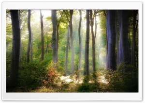 Forest Light Ultra HD Wallpaper for 4K UHD Widescreen desktop, tablet & smartphone