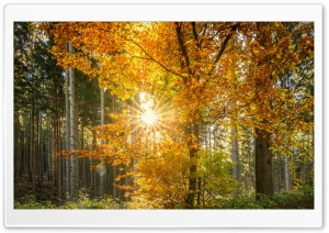Forest Light Rays Ultra HD Wallpaper for 4K UHD Widescreen desktop, tablet & smartphone