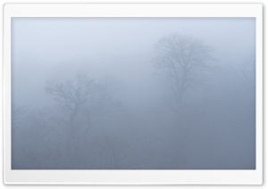 Forest Lost in the Mist 4K UHD Wallpaper for Widescreen and UltraWide Desktop, UltraHD TV, Smartphone, Tablet