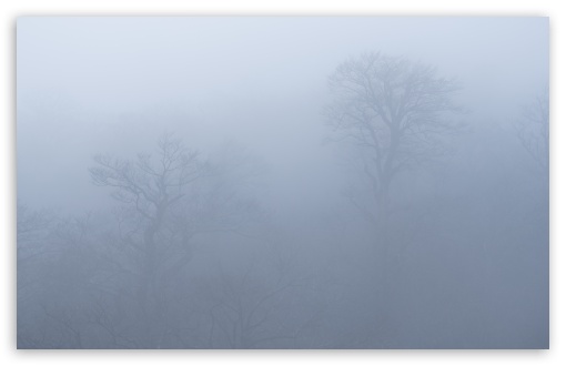 Forest Lost in the Mist UltraHD Wallpaper for UHD 16:9 ; HD 16:9 ; UltraWide 21:9 24:10 32:9 32:10 ; Widescreen 16:10 ; Tablet 1:1 ; Mobile 9:16 9:19.5 9:20 9:21 9:22 ; Dual 16:10 16:9 ;