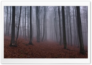Forest Mist Ultra HD Wallpaper for 4K UHD Widescreen desktop, tablet & smartphone