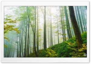 Forest Morning Light Ultra HD Wallpaper for 4K UHD Widescreen desktop, tablet & smartphone