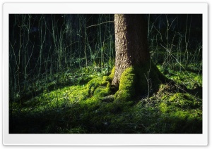 Forest Moss Ultra HD Wallpaper for 4K UHD Widescreen desktop, tablet & smartphone