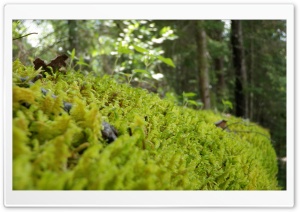 Forest Moss 4K UHD Wallpaper for Widescreen and UltraWide Desktop, UltraHD TV, Smartphone, Tablet