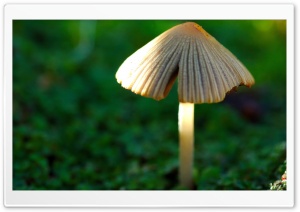 Forest Mushroom 1 4K UHD Wallpaper for Widescreen and UltraWide Desktop, UltraHD TV, Smartphone, Tablet
