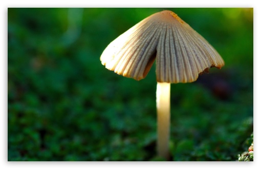 Forest Mushroom 1 UltraHD Wallpaper for Widescreen 16:10 5:3 ; Fullscreen 4:3 5:4 3:2 ; Tablet 1:1 ; Mobile 3:4 ;