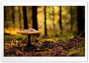 Forest Mushroom Ultra HD Wallpaper for 4K UHD Widescreen desktop, tablet & smartphone