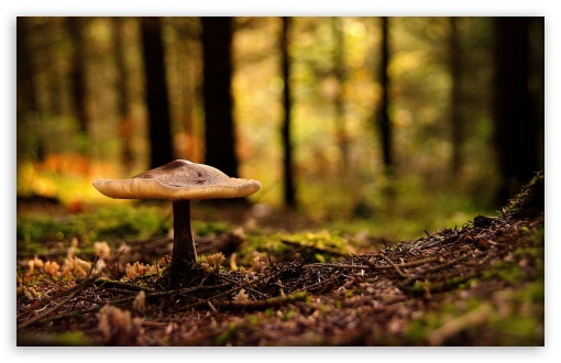 Forest Mushroom Ultra HD Desktop Background Wallpaper for 4K UHD TV ...