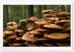 Forest Mushrooms Ultra HD Wallpaper for 4K UHD Widescreen desktop, tablet & smartphone