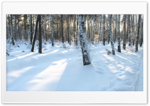 Forest of Russia Ultra HD Wallpaper for 4K UHD Widescreen desktop, tablet & smartphone