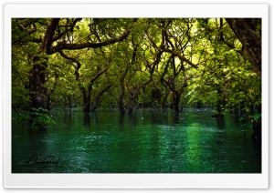Forest over Water Ultra HD Wallpaper for 4K UHD Widescreen desktop, tablet & smartphone