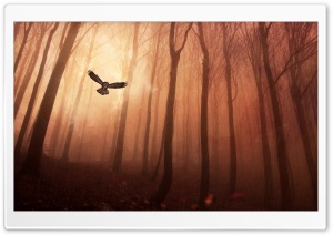Forest Owl Ultra HD Wallpaper for 4K UHD Widescreen desktop, tablet & smartphone