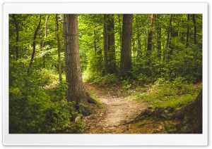 Forest Path Ultra HD Wallpaper for 4K UHD Widescreen desktop, tablet & smartphone