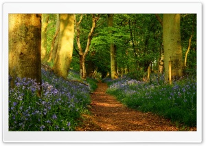 Forest, Path Ultra HD Wallpaper for 4K UHD Widescreen Desktop, Lockscreen, Screensaver, TV, Tablet, Smartphone