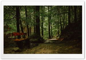 Forest Path Bench 4K UHD Wallpaper for Widescreen and UltraWide Desktop, UltraHD TV, Smartphone, Tablet