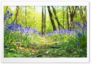 Forest, Path, Bluebells, Flowers, Spring Ultra HD Wallpaper for 4K UHD Widescreen desktop, tablet & smartphone