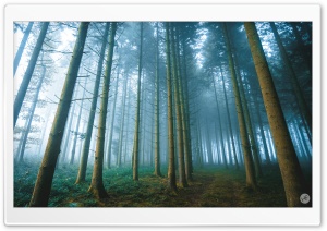Forest Path, Fog Ultra HD Wallpaper for 4K UHD Widescreen desktop, tablet & smartphone