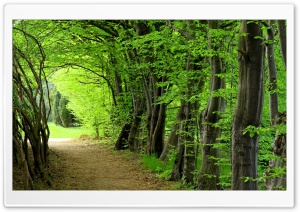 Forest Path, Summer Ultra HD Wallpaper for 4K UHD Widescreen desktop, tablet & smartphone