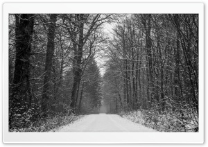 Forest Path Winter Ultra HD Wallpaper for 4K UHD Widescreen desktop, tablet & smartphone