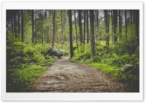 Forest Pathway Ultra HD Wallpaper for 4K UHD Widescreen desktop, tablet & smartphone
