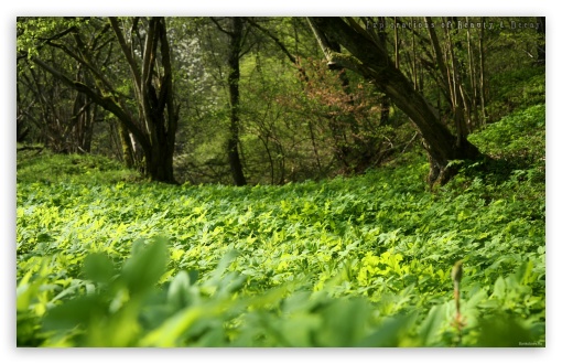 Forest Plants Nature UltraHD Wallpaper for HD 16:9 ; Widescreen 16:10 5:3 ; Fullscreen 4:3 5:4 3:2 ; Tablet 1:1 ; Mobile 3:5 3:4 ;