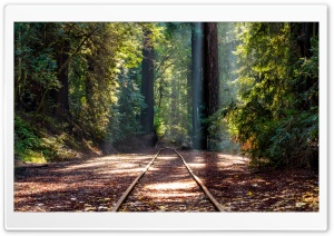 Forest, RedWoods, Tall Trees, Train Track Ultra HD Wallpaper for 4K UHD Widescreen desktop, tablet & smartphone