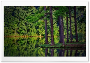Forest Reflection Ultra HD Wallpaper for 4K UHD Widescreen desktop, tablet & smartphone