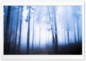 Forest, Rime on Tall Trees, Fog Ultra HD Wallpaper for 4K UHD Widescreen desktop, tablet & smartphone