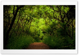 Forest Road 9 Ultra HD Wallpaper for 4K UHD Widescreen desktop, tablet & smartphone