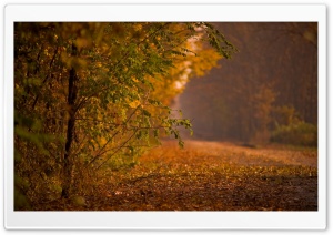 Forest Road, Autumn Ultra HD Wallpaper for 4K UHD Widescreen desktop, tablet & smartphone