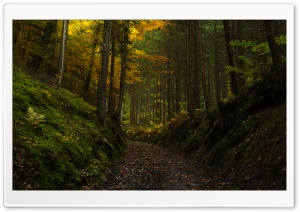 Forest Road in Autumn, Austrian Alps 4K UHD Wallpaper for Widescreen and UltraWide Desktop, UltraHD TV, Smartphone, Tablet