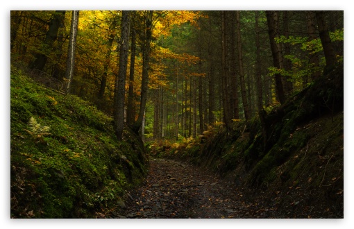 Forest Road in Autumn, Austrian Alps UltraHD Wallpaper for UHD 16:9 ; HD 16:9 ; UltraWide 21:9 24:10 ; Widescreen 16:10 ; Fullscreen 3:2 ; Tablet 1:1 ; Mobile 9:16 9:19.5 9:20 9:21 9:22 ;