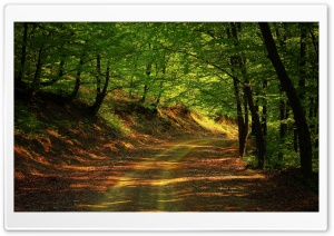 Forest Road, Summer Ultra HD Wallpaper for 4K UHD Widescreen desktop, tablet & smartphone