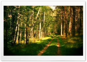 Forest Road Summertime Ultra HD Wallpaper for 4K UHD Widescreen desktop, tablet & smartphone