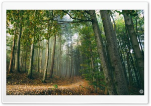 Forest Scene Ultra HD Wallpaper for 4K UHD Widescreen desktop, tablet & smartphone