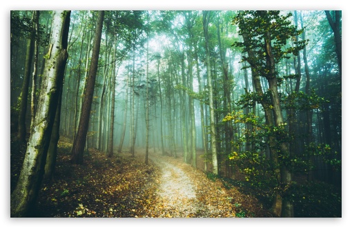 Buy Inside the Wild Forest Wallpaper Print Woodland Wall Mural Online in  India  Etsy