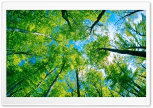 Forest Sky View Ultra HD Wallpaper for 4K UHD Widescreen desktop, tablet & smartphone