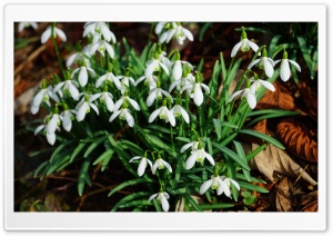 Forest Snowdrops Ultra HD Wallpaper for 4K UHD Widescreen desktop, tablet & smartphone