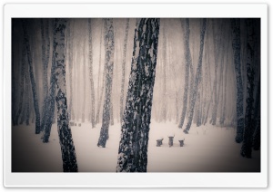 Forest Snowing Ultra HD Wallpaper for 4K UHD Widescreen desktop, tablet & smartphone