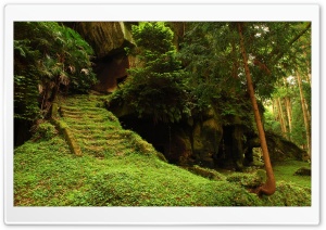 Forest Staircase Ruins Ultra HD Wallpaper for 4K UHD Widescreen desktop, tablet & smartphone