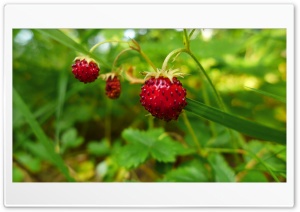 Forest Strawberries Ultra HD Wallpaper for 4K UHD Widescreen Desktop, Lockscreen, Screensaver, TV, Tablet, Smartphone