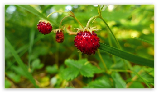 Forest Strawberries UltraHD Wallpaper for UHD 16:9 ; HD 16:9 ;