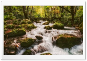 Forest Stream Ultra HD Wallpaper for 4K UHD Widescreen desktop, tablet & smartphone