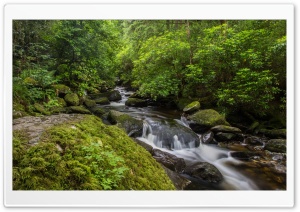 Forest Stream, Killarney National Park, Ireland Ultra HD Wallpaper for 4K UHD Widescreen desktop, tablet & smartphone