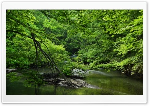 Forest Stream Summer View 4K UHD Wallpaper for Widescreen and UltraWide Desktop, UltraHD TV, Smartphone, Tablet